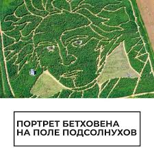 В Германии фермеры создали гигантский портрет Бетховена из подсолнухов. Видео
