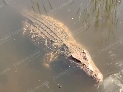 В реке РФ выловили крокодила. Видео