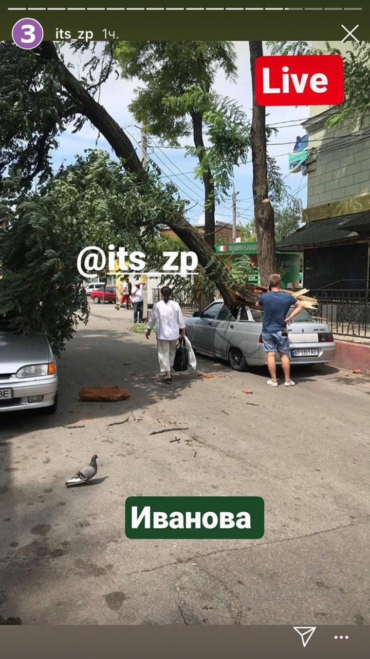 В Запорожье на автомобиль рухнуло огромное дерево. Фото