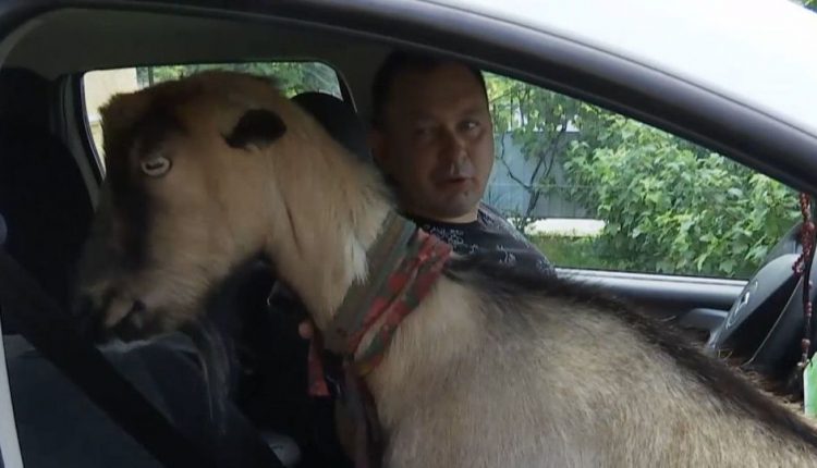 Украинская коза стала звездой инстаграма