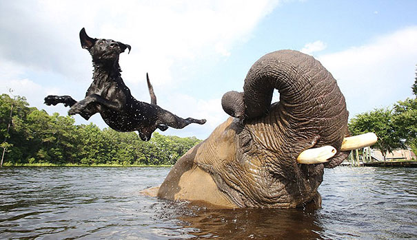 День дружбы у животных: 10 фотографий, которые украдут ваше сердечко. ФОТО