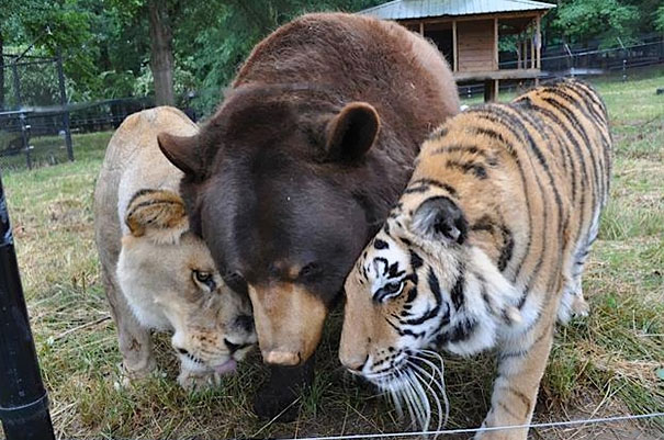 День дружбы у животных: 10 фотографий, которые украдут ваше сердечко. ФОТО