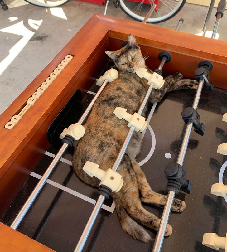 18 кошачьих морд, которые уснули в самых немыслимых местах