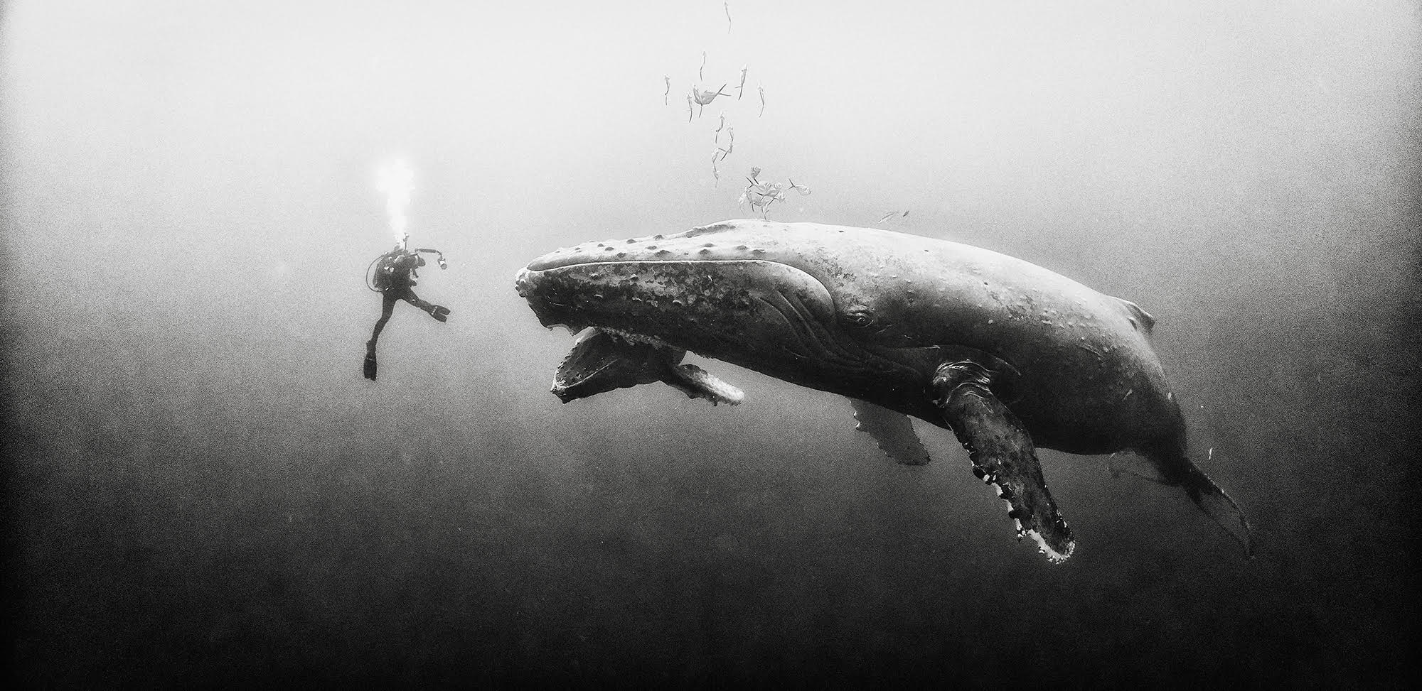 Дайвинг с акулами и другие чудеса «Подводного царства». ФОТО