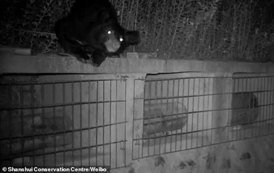 Медведь залез на пасеку и воровал мед из ульев: курьезное видео
