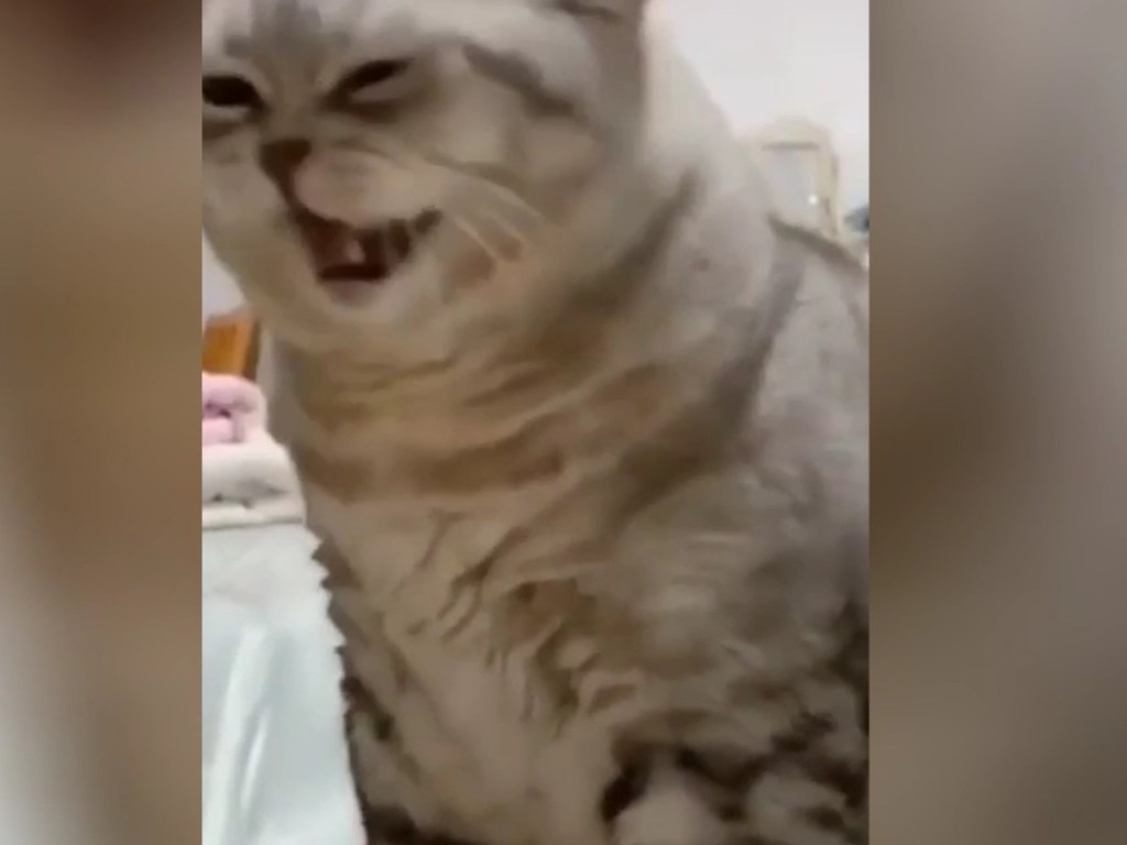 Смешной кот-недотрога очаровал Сеть