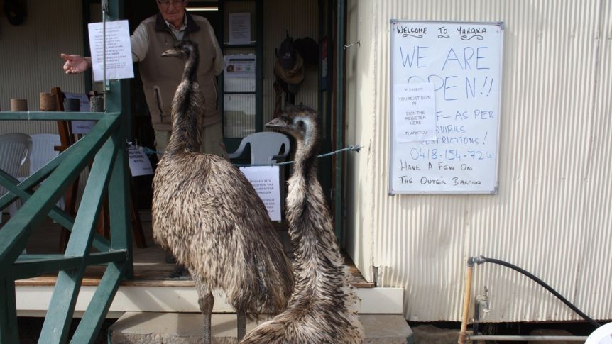 В Австралии страусам запретили заходить в отель, устроивших там дебош