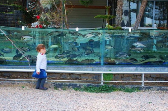 Стало известно, как был построен уникальный забор-аквариум (фото)
