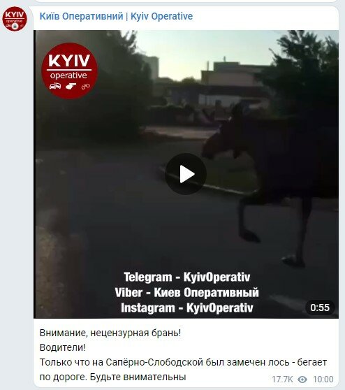 В Киеве по улицам бегает лось. ВИДЕО