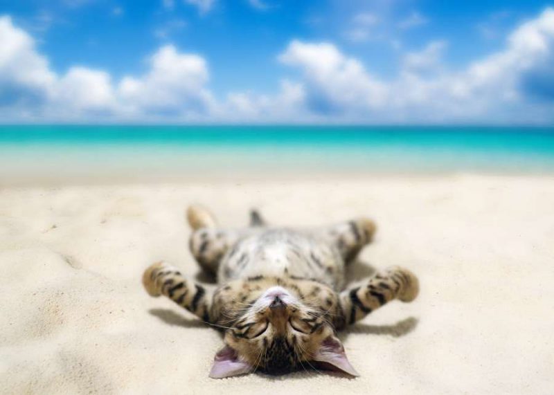 Забавные фотографии котиков на отдыхе. ФОТО