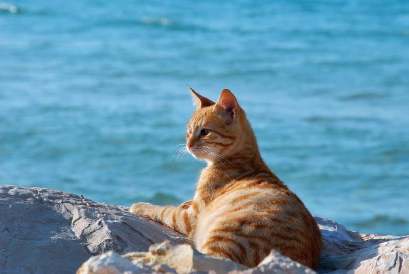Забавные фотографии котиков на отдыхе. ФОТО