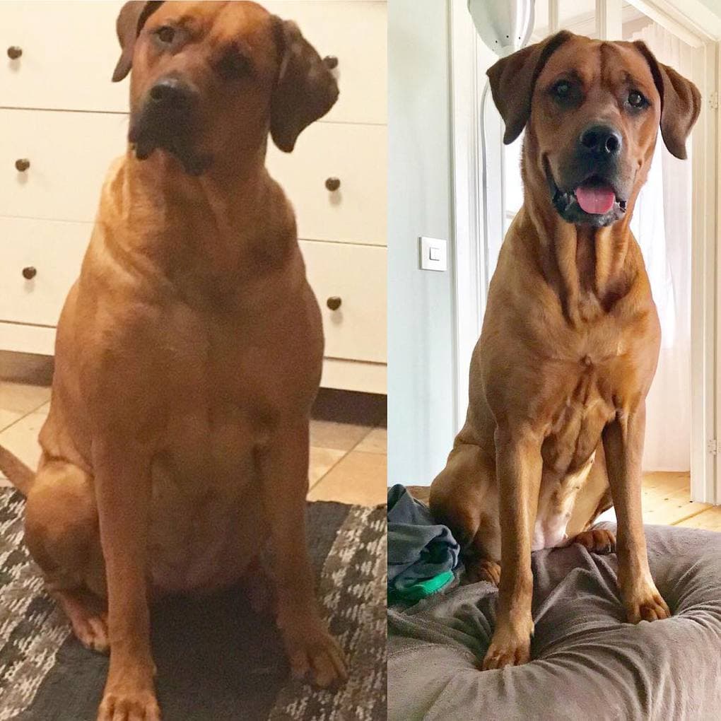 Фотографии собак до и после того, как они взяли себя в лапы и смогли похудеть. ФОТО