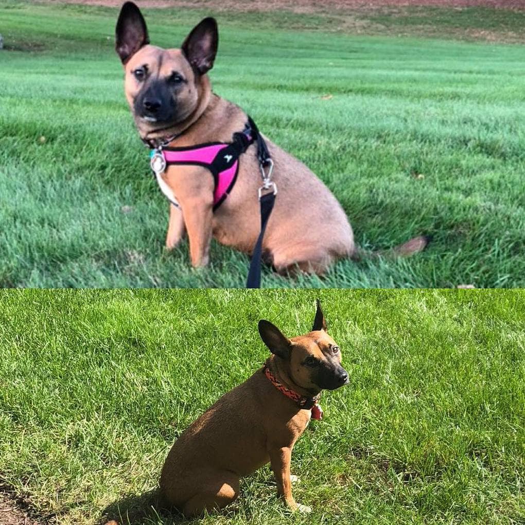 Фотографии собак до и после того, как они взяли себя в лапы и смогли похудеть. ФОТО