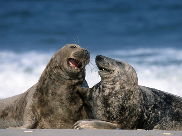 Вы не видели, как смеются морские котики? Вот 10 фото, которые заставят вас улыбнуться. ФОТО