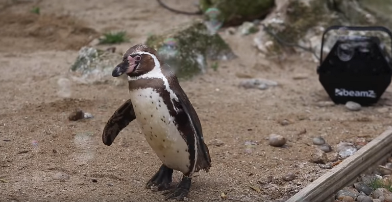 Пингвинам в зоопарке подарили генератор мыльных пузырей: такой детской радости никто от них не ждал. ВИДЕО