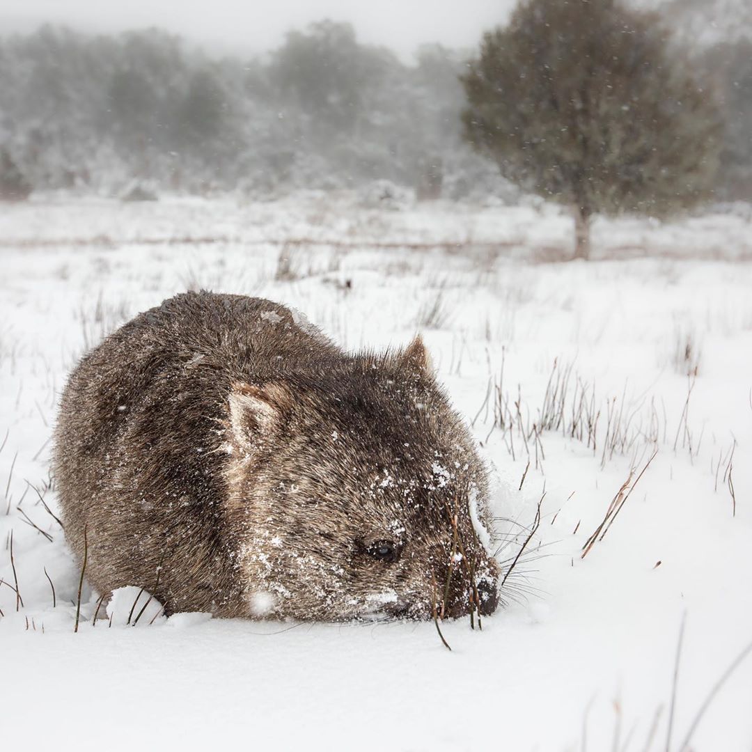 Город в Австралии впервые за 40 лет засыпало снегом, и эти фото завораживают. ФОТО