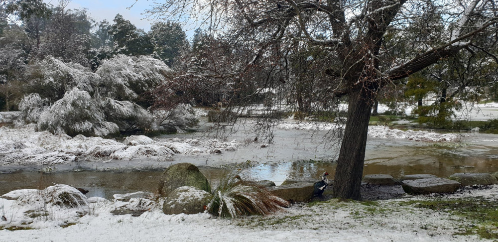 Город в Австралии впервые за 40 лет засыпало снегом, и эти фото завораживают. ФОТО