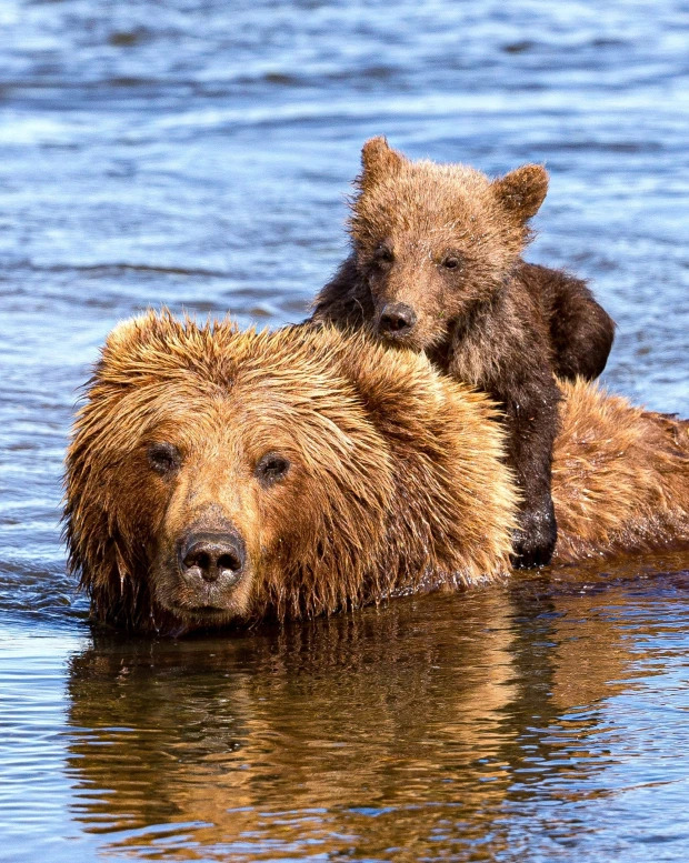 Медвежата переправились через реку на спине у мамы, и это самые милые семейные фото