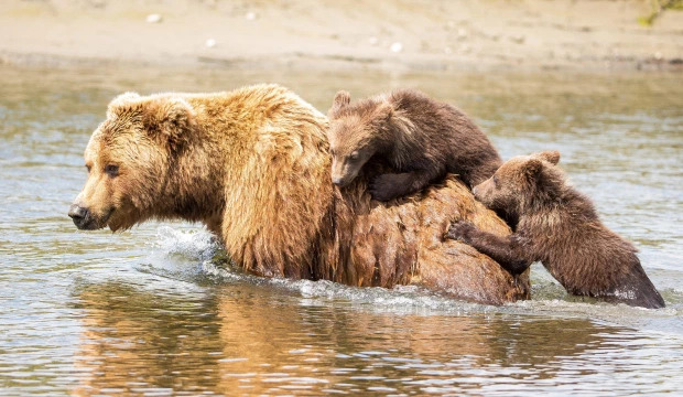 Медвежата переправились через реку на спине у мамы, и это самые милые семейные фото