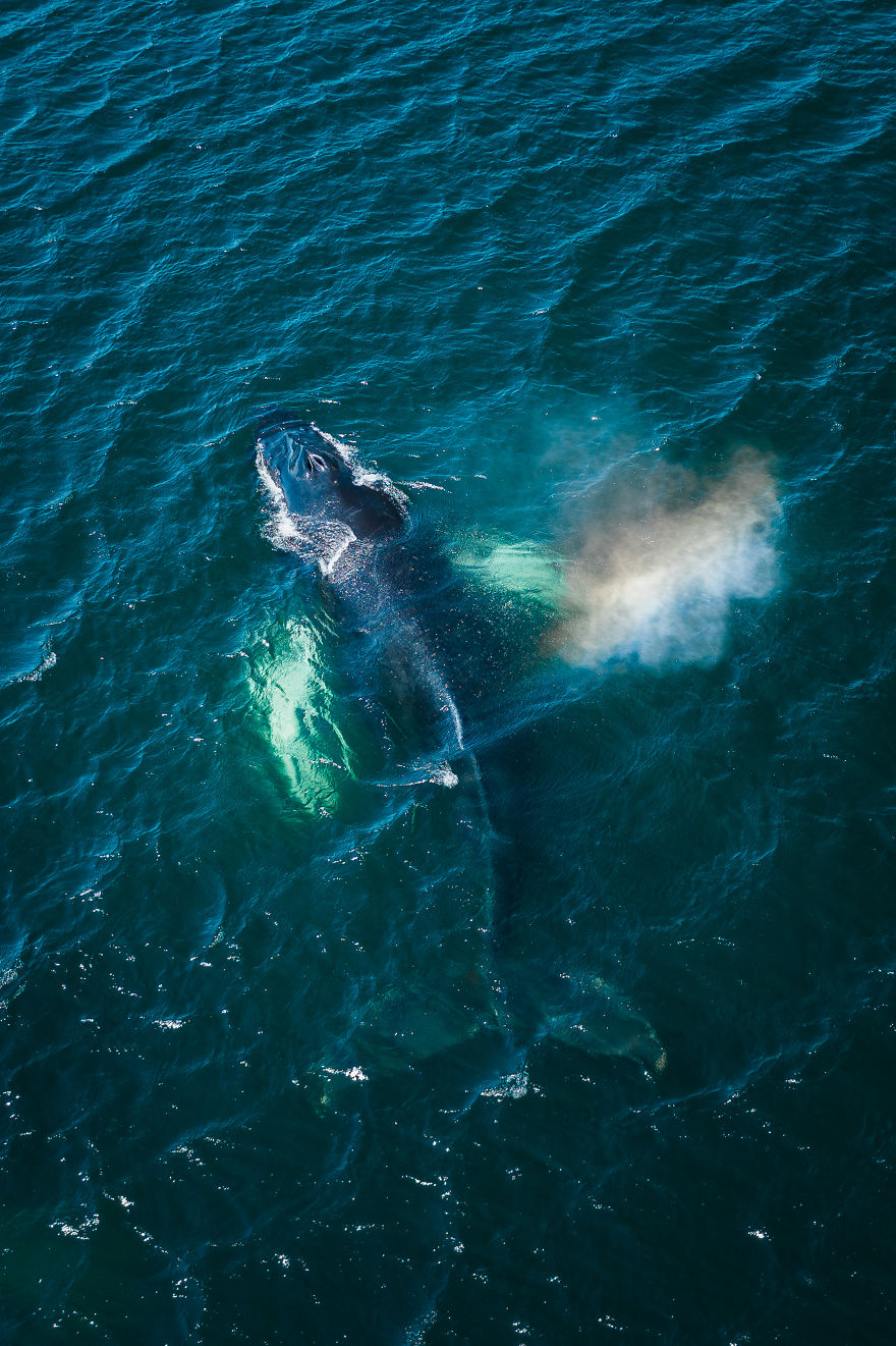 На острове Ньюфаундленд зафиксировали нашествие горбатых китов. ФОТО