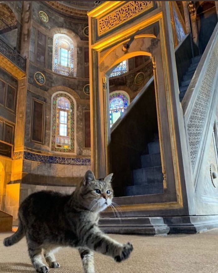 После поселения в Соборе в Стамбуле уличная кошка прославилась и «завела» аккаунт в Инстаграм. ФОТО
