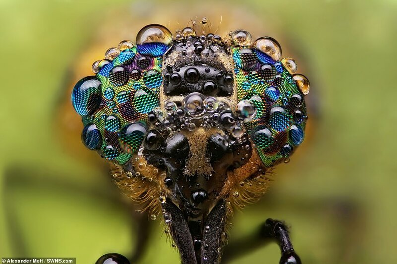 Жизнь насекомых: удивительные макрофотографии Александра Метта. ФОТО