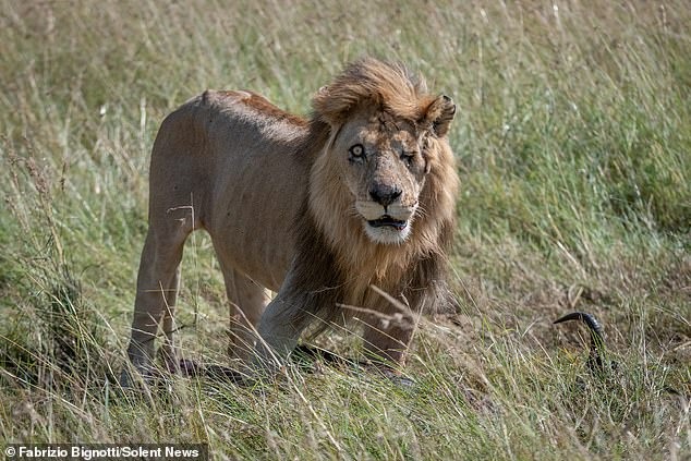 Диснеевский Шрам существует: фотограф обнаружил одноглазого льва в Кении. ФОТО