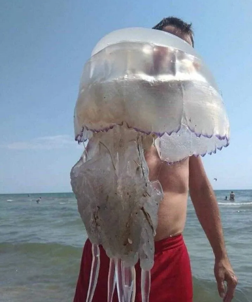На побережье Азовского моря курортник поймал гигантскую медузу. ФОТО