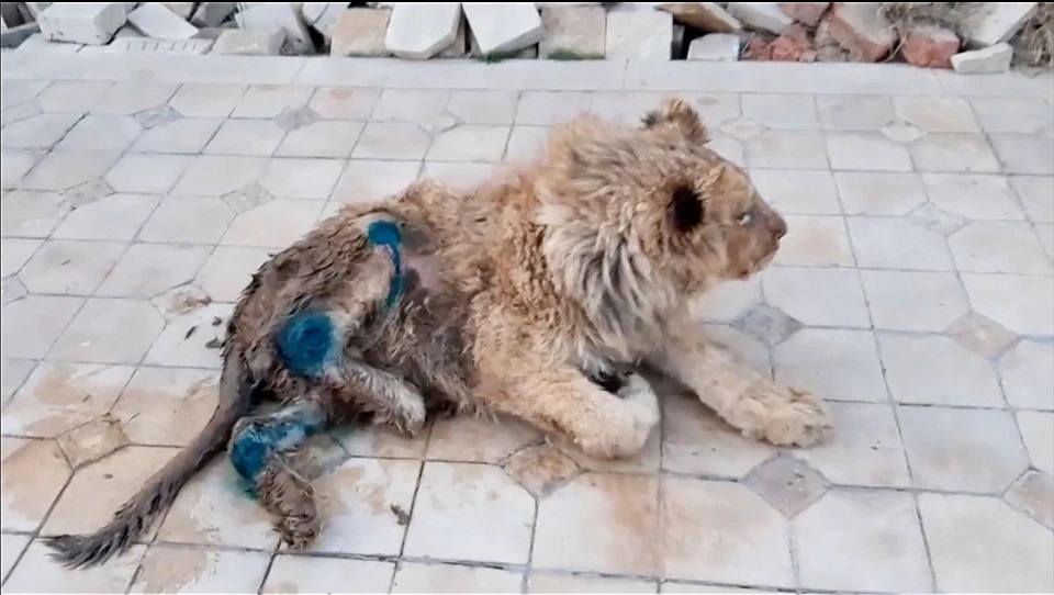 Как спасали львенка Симбу, которому хозяева сломали лапы, чтобы он фотографировался с туристами. ФОТО