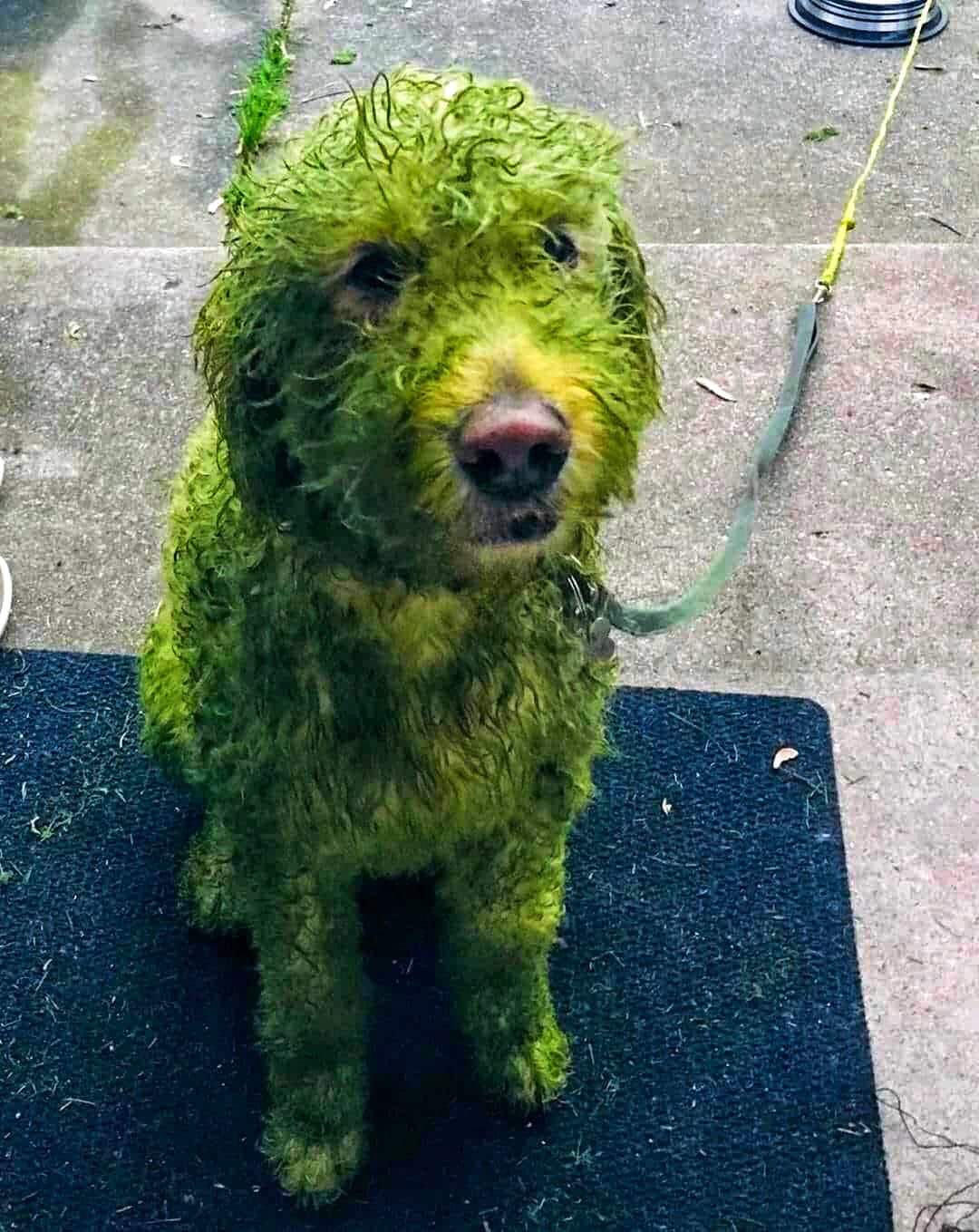 Мужчина выпустил мокрого пса гулять и невольно изобрел новый способ покраски животных. ФОТО