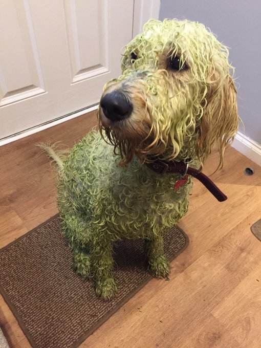 Мужчина выпустил мокрого пса гулять и невольно изобрел новый способ покраски животных. ФОТО