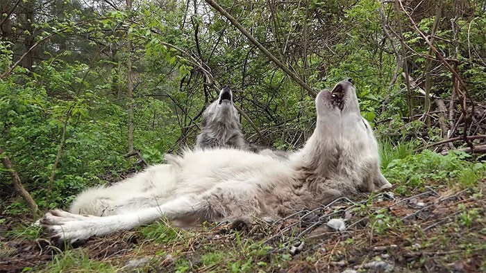  Как ведут себя самые ленивые волки в мире. ФОТО