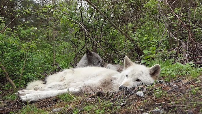  Как ведут себя самые ленивые волки в мире. ФОТО