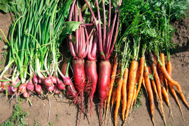 Россельхознадзор заявил о паразитах в украинском луке и моркови