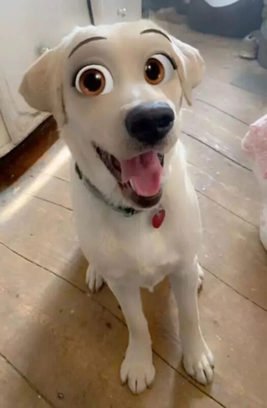  Snapchat добавил новый фильтр Cartoon Face, который делает собак похожими на персонажей Диснея. ФОТО