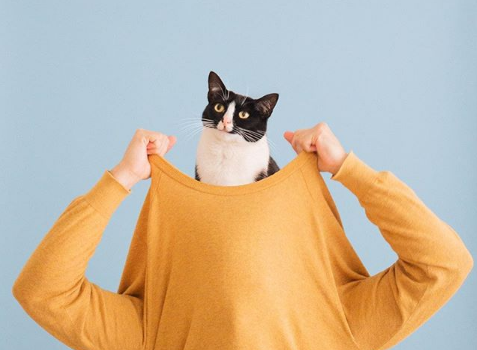 Принцесса Чито: творческая жизнь самой обыкновенной кошки. ФОТО