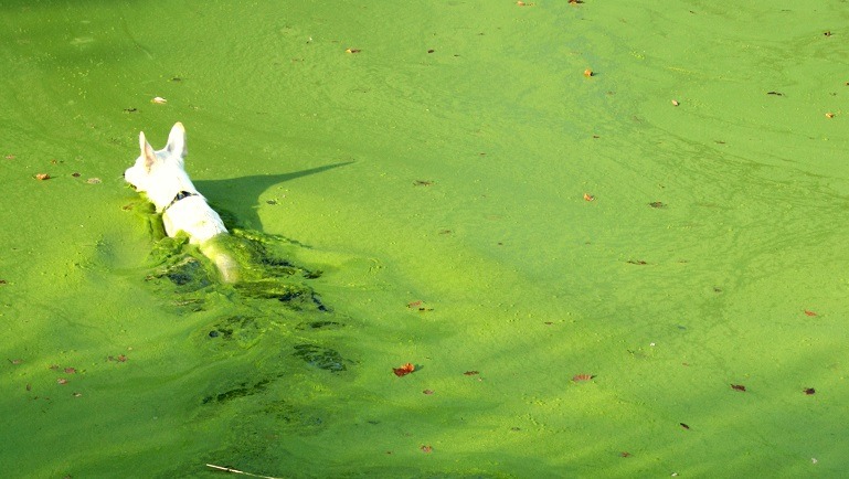 Мертвая вода: четыре собаки погибли на глазах растерянных хозяев после купания в токсичном озере. ФОТО
