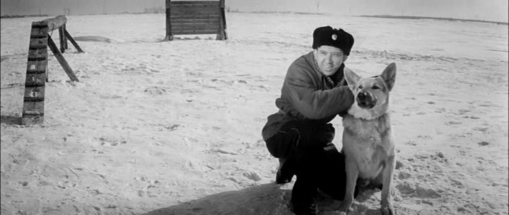 6 актеров-животных из советского кино, которые сыграли ключевую роль в знаменитых сценах. ФОТО