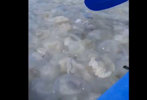 В Азовском море появился «остров» из медуз. ВИДЕО