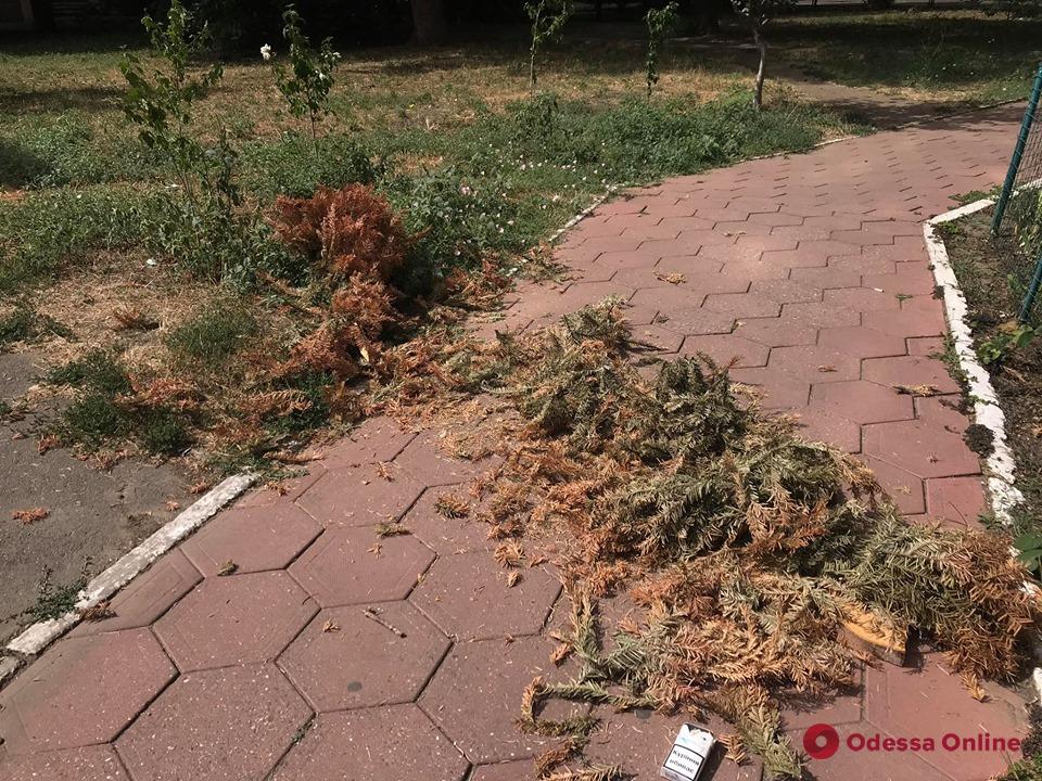 Сдался: кто-то из одесситов выбросил остатки новогодней елки