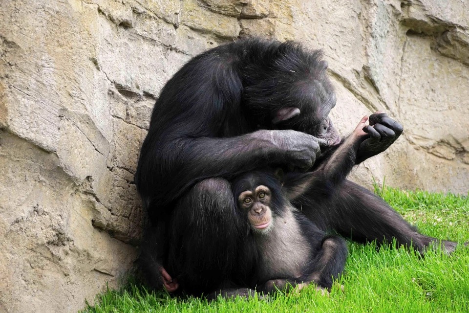 Мягкая игрушка заменила маленькому шимпанзе мать, когда настоящая его бросила. ФОТО