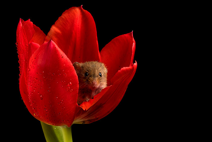 Фотограф снял, как мышки-малютки прячутся в тюльпанах, и мы не можем перестать смотреть на это. ФОТО