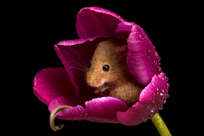 Фотограф снял, как мышки-малютки прячутся в тюльпанах, и мы не можем перестать смотреть на это. ФОТО