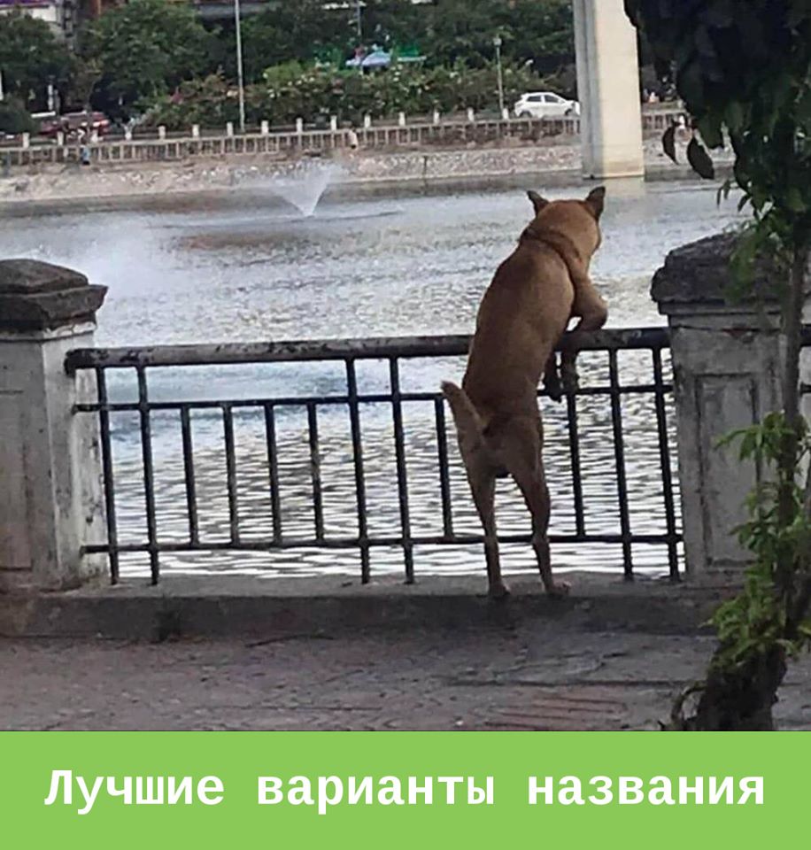 «Вечно Саня опаздывает»: Грустный пес в человеческой позе у реки стал героем Сети. ФОТО