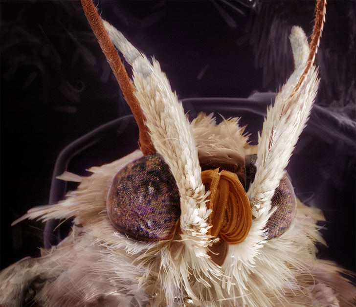 Удивительные портреты знакомых вам насекомых. ФОТО