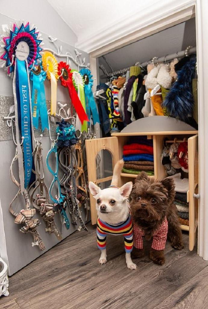 Хозяйка избалованных чихуахуа потратила на дизайнерские наряды для собак целое состояние. ФОТО