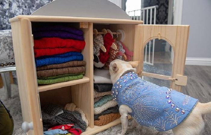 Хозяйка избалованных чихуахуа потратила на дизайнерские наряды для собак целое состояние. ФОТО