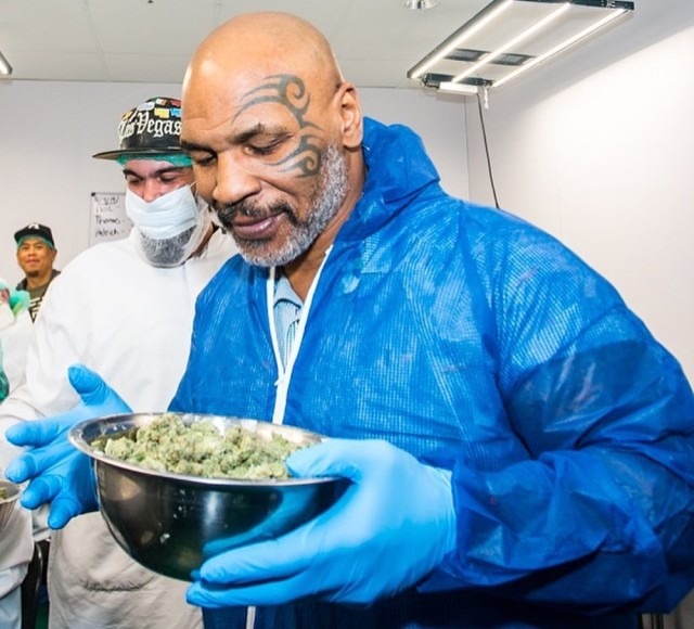 Веселый боксер: Майк Тайсон выращивает на своем ранчо марихуану и угощает ею гостей. ФОТО