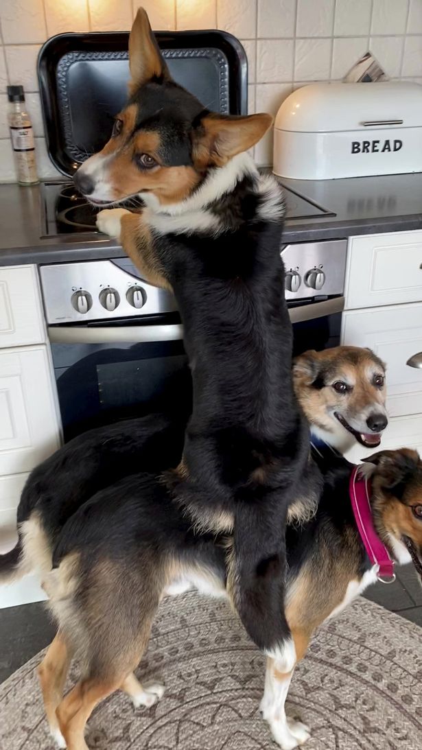 Три собаки придумали невероятную хитрость, чтобы украсть еду - теперь они \"звезды\". ФОТО