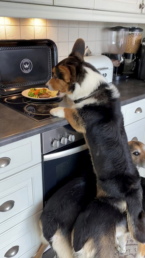 Три собаки придумали невероятную хитрость, чтобы украсть еду - теперь они \"звезды\". ФОТО